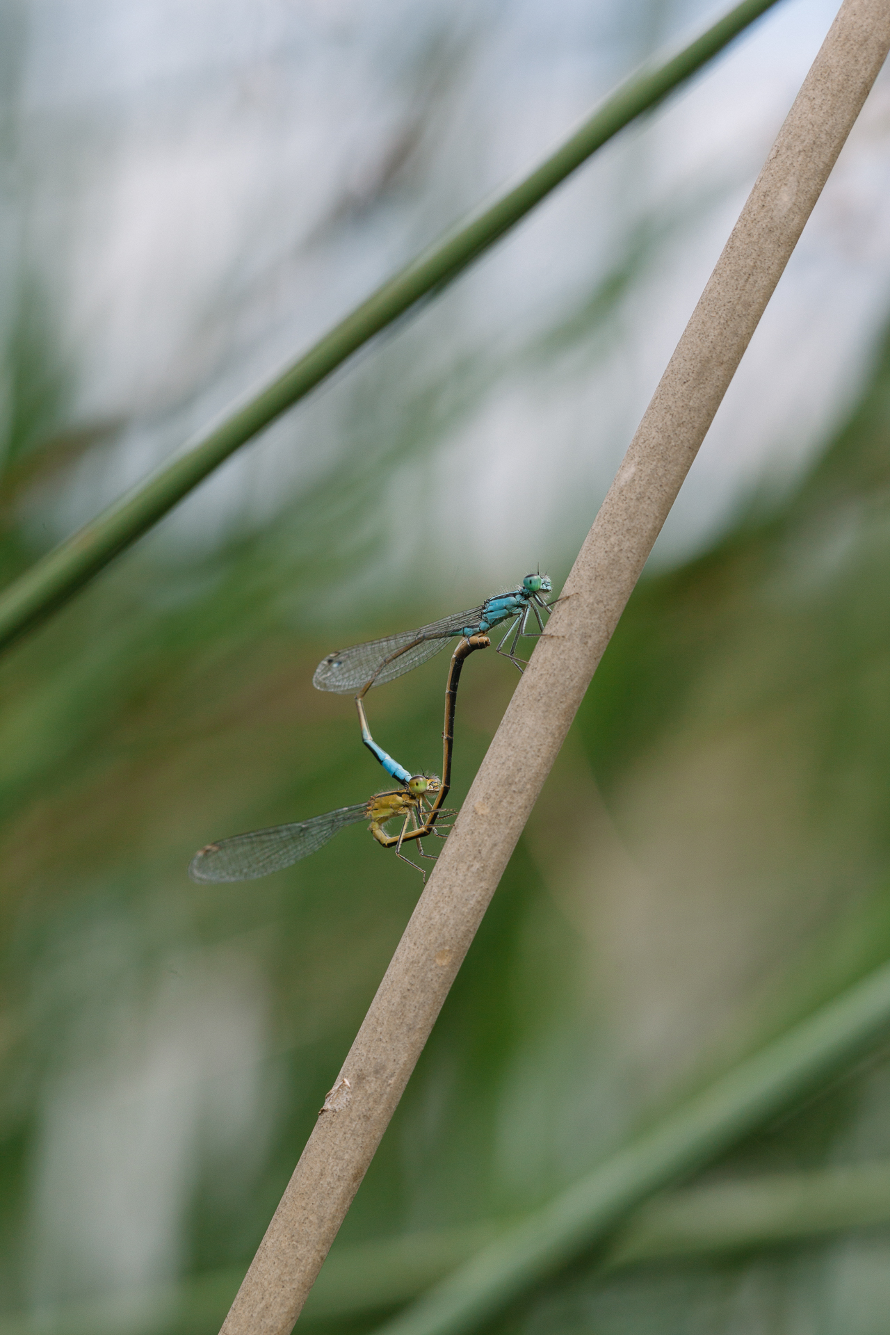 Demoiselle libellule