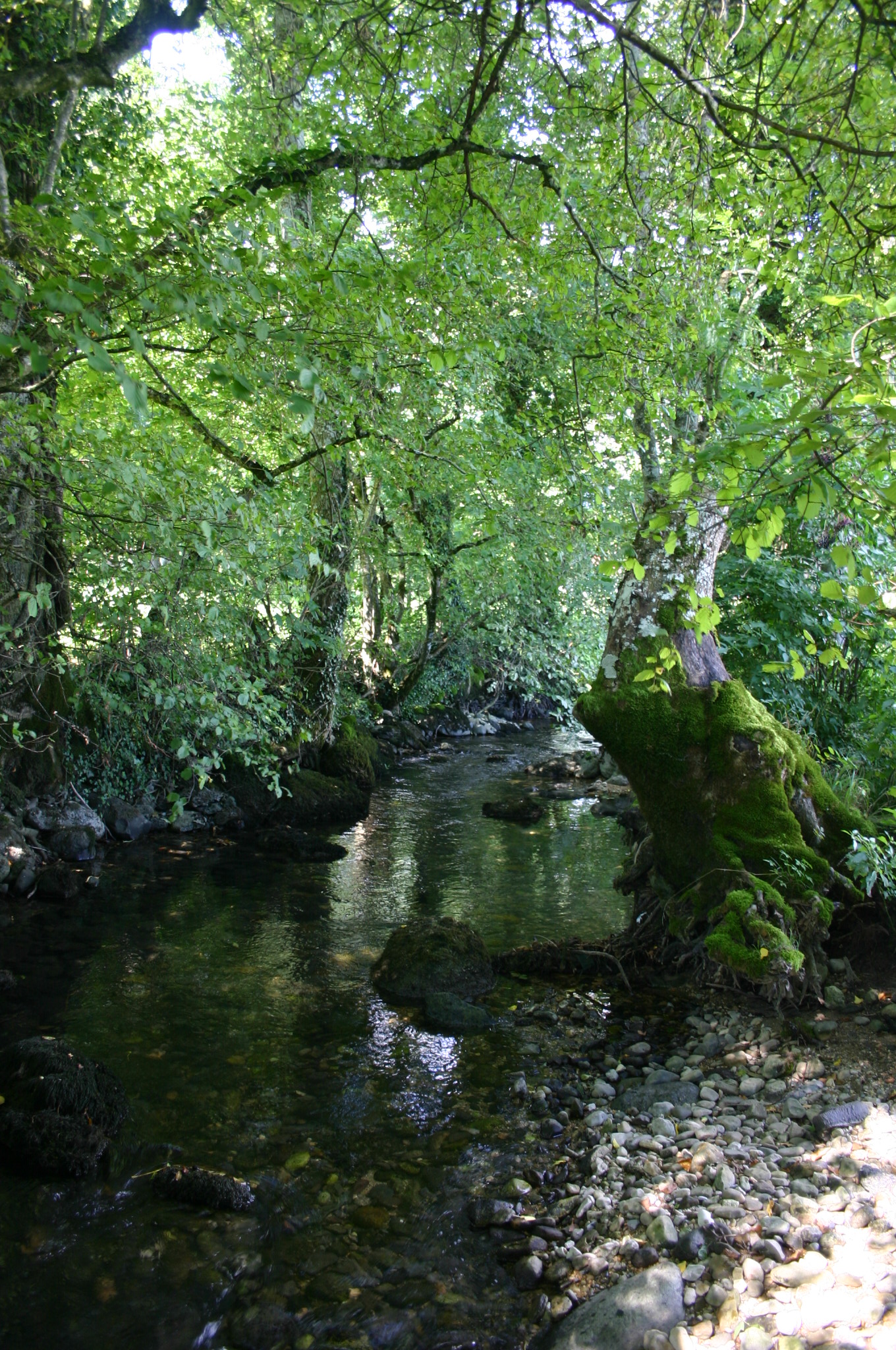 Et au milieu coule la Venoge