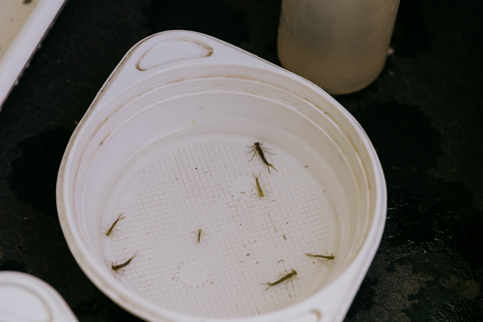 Révélations sous microscope